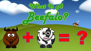 What Is A Beefalo [upl. by Sej]