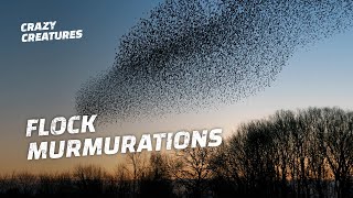 Why Do Starlings Flock in Murmurations [upl. by Yot]