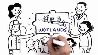 How Wetlands Manage Water [upl. by Niwroc]