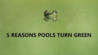 Why Do Pools Turn Green [upl. by Ynoep]