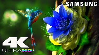 4K ULtra HD  SAMSUNG UHD Demo׃ LED TV [upl. by Aicile970]