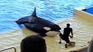 Orka show in Loro Parque  Tenerife [upl. by Gregory475]