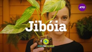 JiboÌia uma planta de faÌcil cultivo [upl. by Ik]