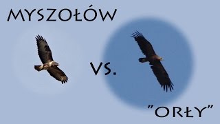 Krajowe drapole cz1 Myszołów vs quotorłyquot [upl. by Agler]