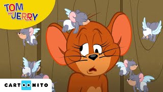 Tom und Jerry  Rivalen der Liebe  Cartoonito [upl. by Itoc]