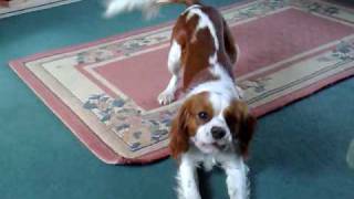 King Charles Cavalier Barking [upl. by Ericksen]