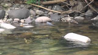 American Dipper  Water Ouzel [upl. by Justin688]