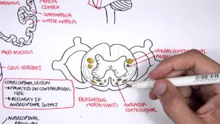 Neurology  Motor Pathways [upl. by Laersi]