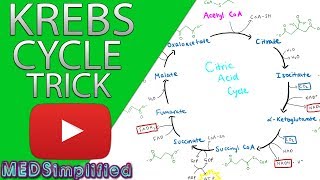 Krebs Cylcle Trick How to remember krebs cycle FOREVER [upl. by Ambrogio]