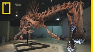 Bigger Than T rex Spinosaurus  National Geographic [upl. by Ashleigh667]