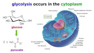 Cellular Respiration Part 1 Glycolysis [upl. by Deppy]