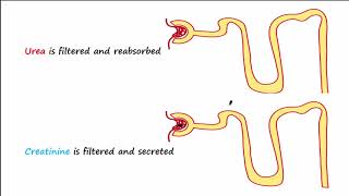 BUN and Creatinine [upl. by Krista]