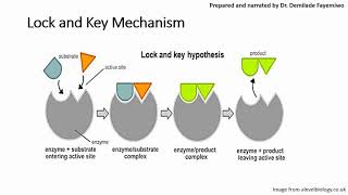 Chapter 31 Introduction to Enzymes [upl. by Ynogoham]