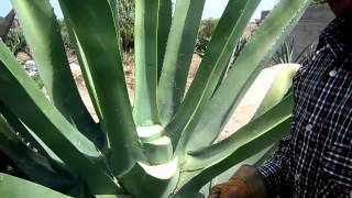 Capado de Maguey para Obtencion de Aguamiel [upl. by Hurd]