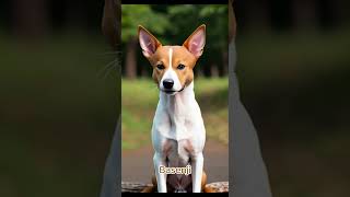 Basenji [upl. by Bland]