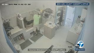 Caught on camera Dog groomer arrested following alleged abuse I ABC7 [upl. by Kile]