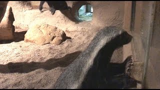 Female honey badger using a stone to break a window Prague Zoo 42017 [upl. by Corella299]