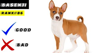 basenji HistoryProsConsAppearanceTemperament [upl. by Dolley610]