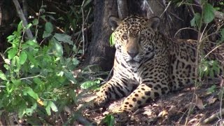 The Pantanal Brazils wildlife paradise [upl. by Yerffeg]