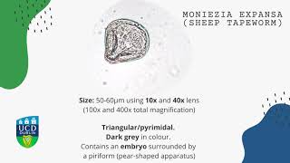 Moniezia expansa Sheep tapeworm [upl. by Ellekim369]