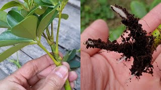 How to grow Schefflera plant from cuttings  Propagate the Schefflera plants  Umbrella Tree [upl. by Eves873]