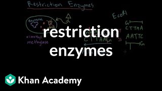 Restriction enzymes [upl. by Lymann]