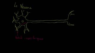 Anatomie dun neurone [upl. by Prevot]