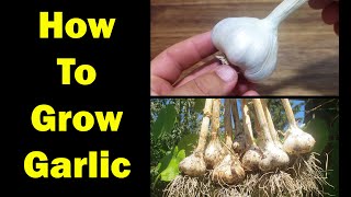 How To Grow Garlic  The Definitive Guide For Beginners [upl. by Noxaj906]