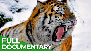 Mammals Wildlife Documentaries [upl. by Engud]