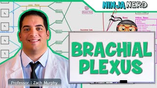 Neurology  Brachial Plexus [upl. by Olinad]