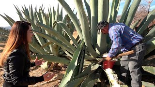 Como se TRUENA un MAGUEY para AGUAMIEL  ALMA Coronel [upl. by Akemal]