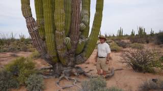 Cardon the worlds largest cactus [upl. by Haman]