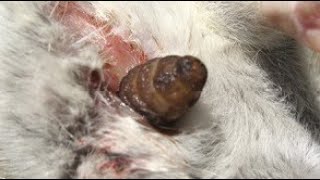 Removing A Large Cuterebra From Tiny Dogs Skin 13 [upl. by Rahel]