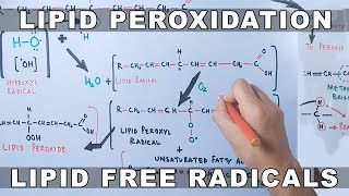 Mechanism of Lipid Peroxidation [upl. by Ahsemot49]