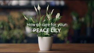 How to care for your Peace Lily  Grow at Home  RHS [upl. by Evered]