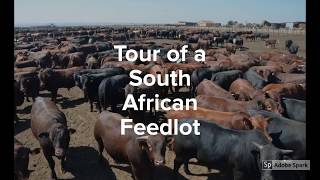 Tour of a South African Feedlot [upl. by Euqinay]