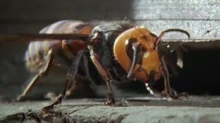 Ferocious Hornet Moments  Top 5  BBC Earth [upl. by Akinohs]