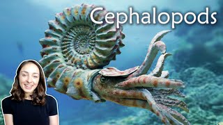 Mollusca Pt 3 Cephalopods Invertebrate Paleontology  GEO GIRL [upl. by Ellessig]