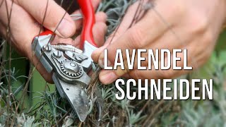 Lavendel schneiden [upl. by Eimas]