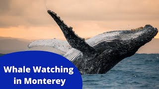 Best Whale Watching in Monterey Bay California [upl. by Ranzini]