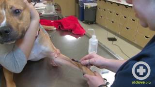 How to Do a Canine Cephalic Vein Blood Collection [upl. by Madid]