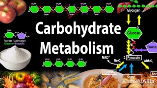 Carbohydrate Structure and Metabolism an Overview Animation [upl. by Alrad978]