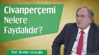 Civanperçemi Nelere Faydalıdır  Prof İbrahim Saraçoğlu [upl. by Napier]