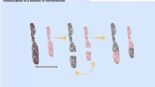 Chromosomal mutations [upl. by Aniehs647]