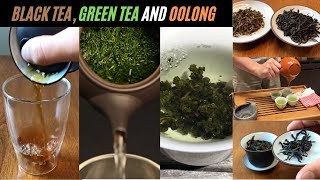 Green Tea vs Black Tea vs Oolong Tea  3 Different Tea Types Explained [upl. by Assillam89]