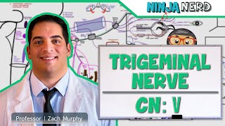 Neurology  Trigeminal Nerve Cranial Nerve V [upl. by Natloz233]