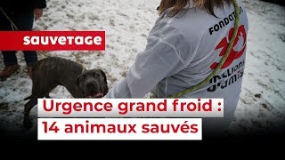 14 animaux sauvés en urgence en SeineetMarne [upl. by Sion]