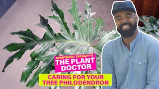 How to Care for Your Tree Philodendron  The Plant Doctor  Apartment Therapy [upl. by Stearn]