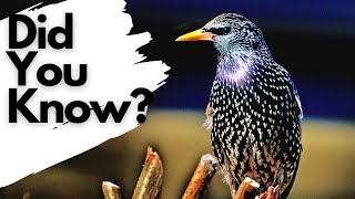 Things you need to know about STARLINGS [upl. by Thedrick]