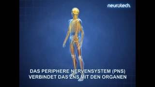 Grundlagen 1 Das Nervensystem ZNS PNS neurotech [upl. by Marmawke]